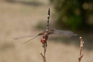 Dragonfly perched on end of twig