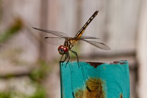 Dragonfly Posing on metal post
