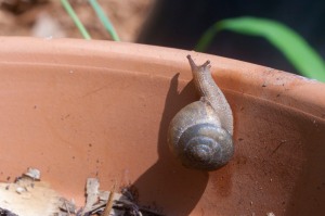 Snail attempting to climb out of a pot