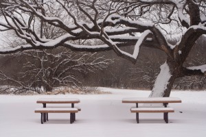 Sprawling snow-covered tree with picnic tables