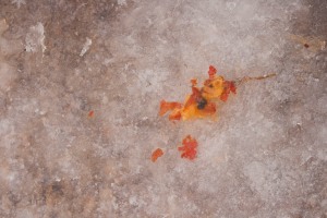Crushed Pyracantha berry encapsulated in an icy footprint