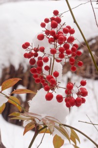 Crimson wild berries and their chartreuse leaves against a stark winter landscape