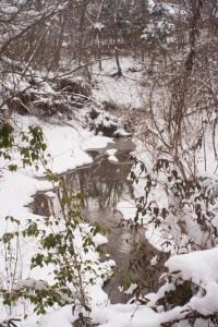A few green leaves poke out of the snow along a winding stream behind the neighborhood