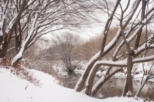 Snow-covered trees along Rowlett Creek